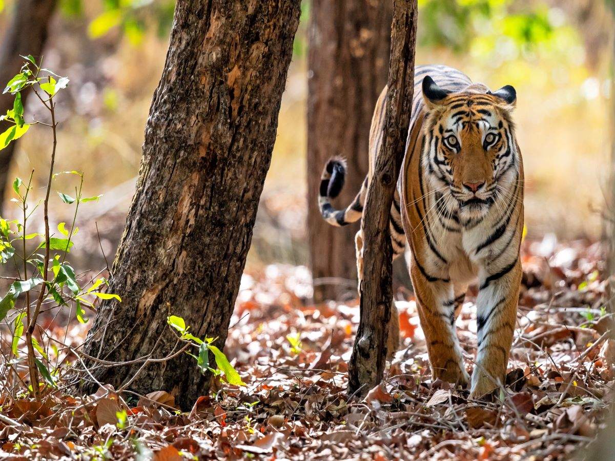 Madhya Pradesh launches country’s first-ever tiger reserve hot air balloon safari Madhya Pradesh launches country’s first-ever tiger reserve hot air balloon safari