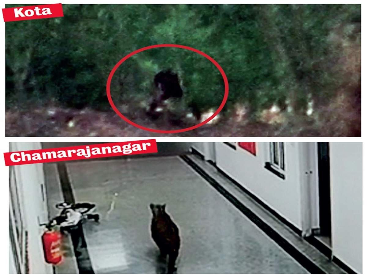 Video: ' Gorilla' scare in Kota, leopard in Chamarajanagar