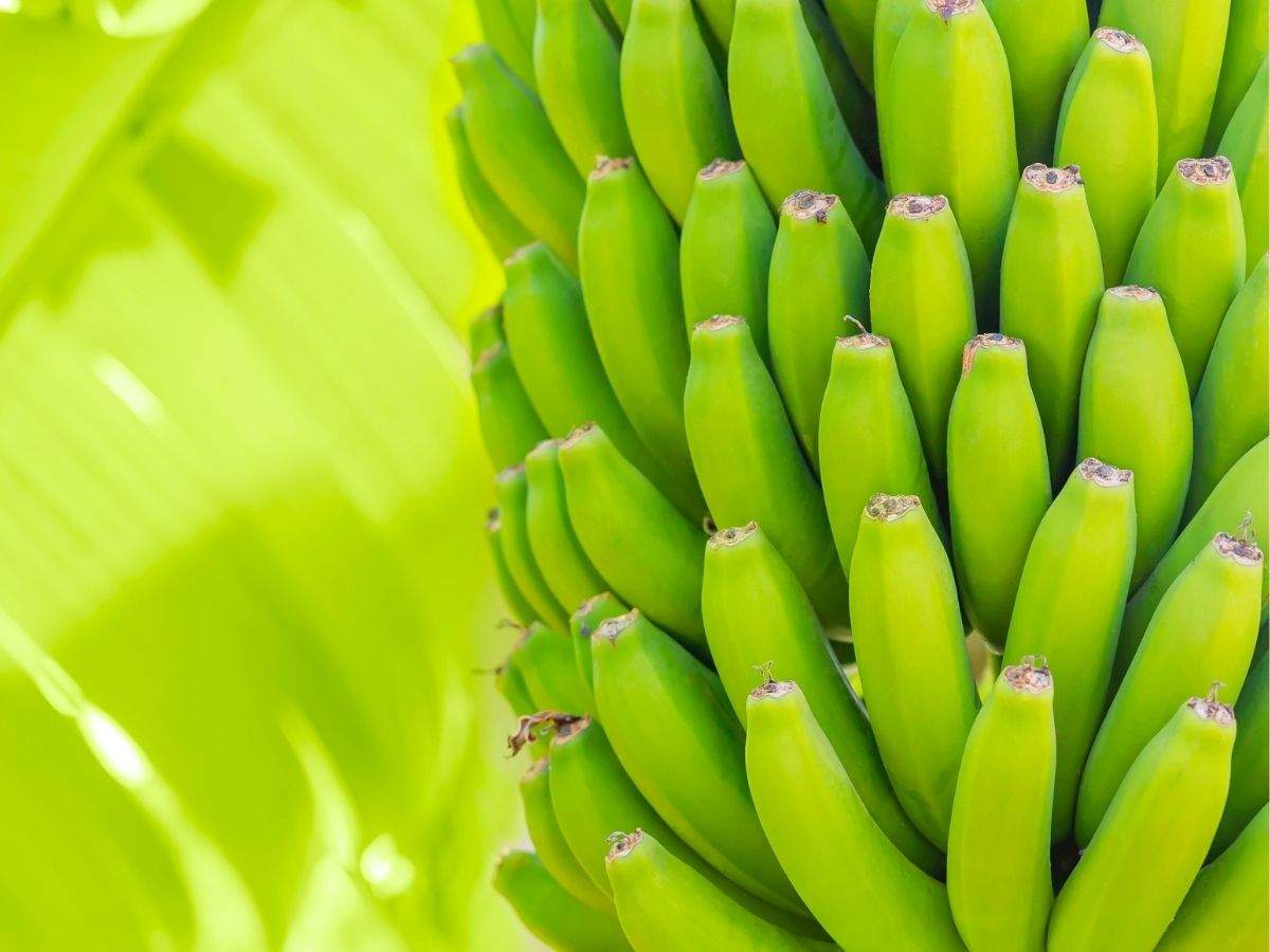 green banana recipes