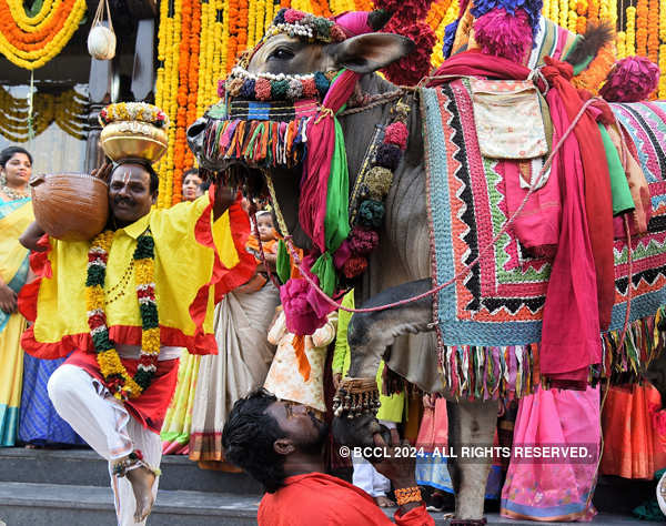 Makar Sankranti being celebrated with fervour