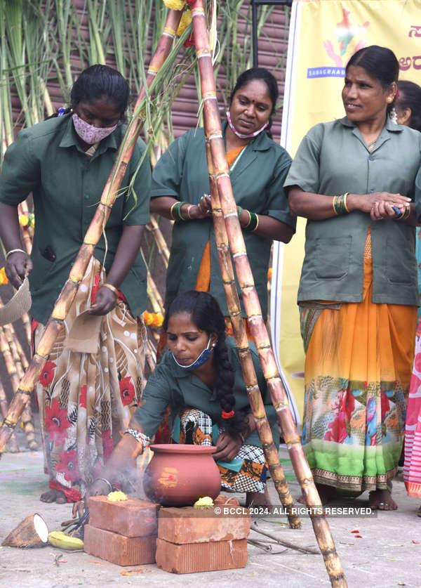 Pongal being celebrated with gusto