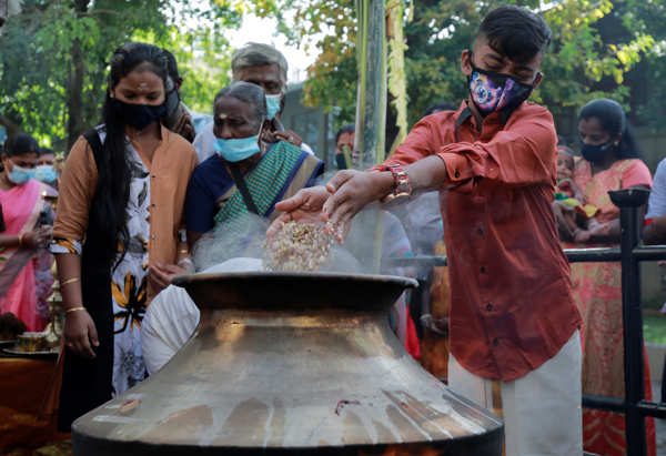 Pongal being celebrated with gusto