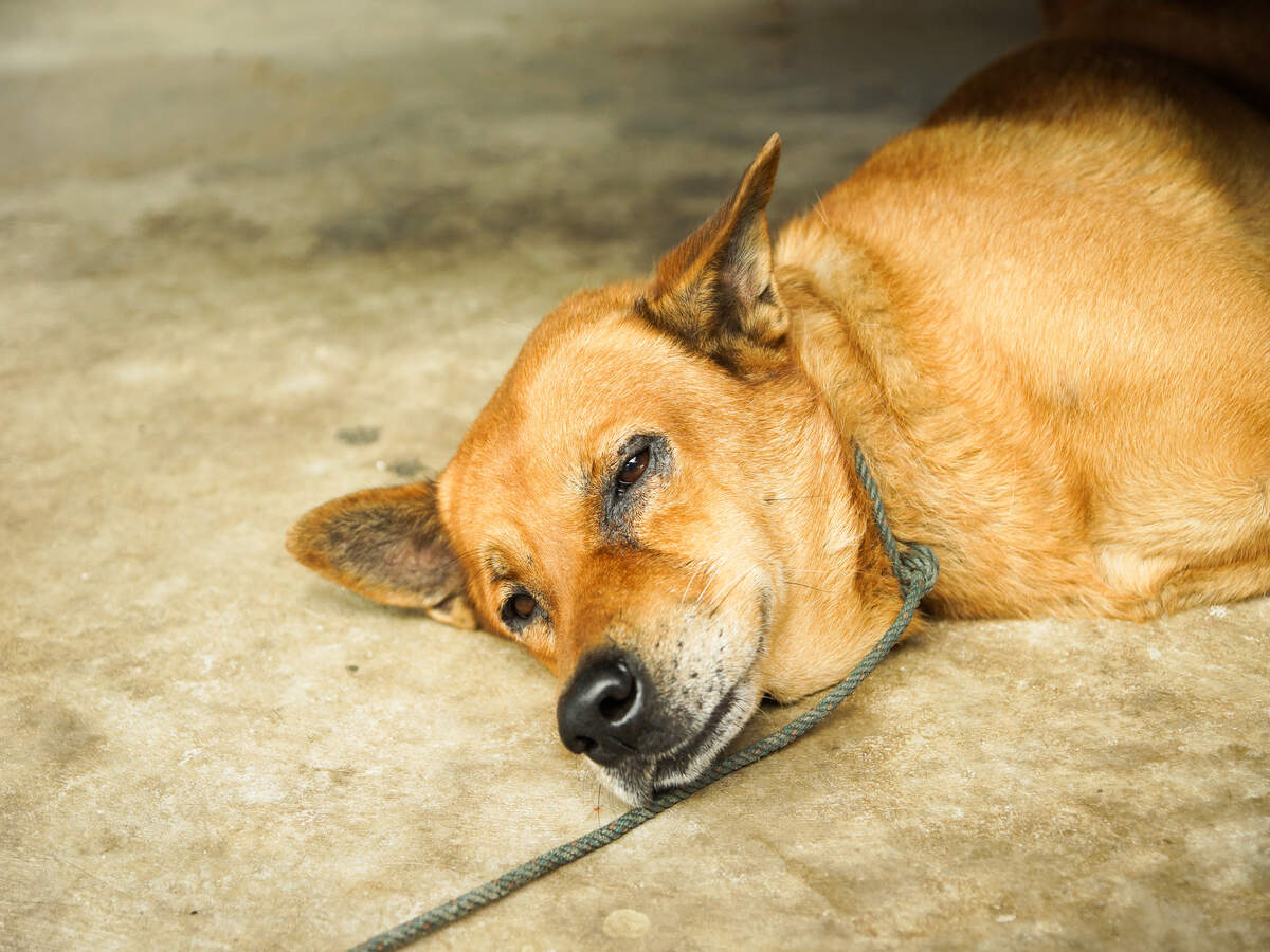 A dog blessing devotees at Maharashtra's Ganesha temple is its newest attraction A dog blessing devotees at Maharashtra's Ganesha temple is its newest attraction