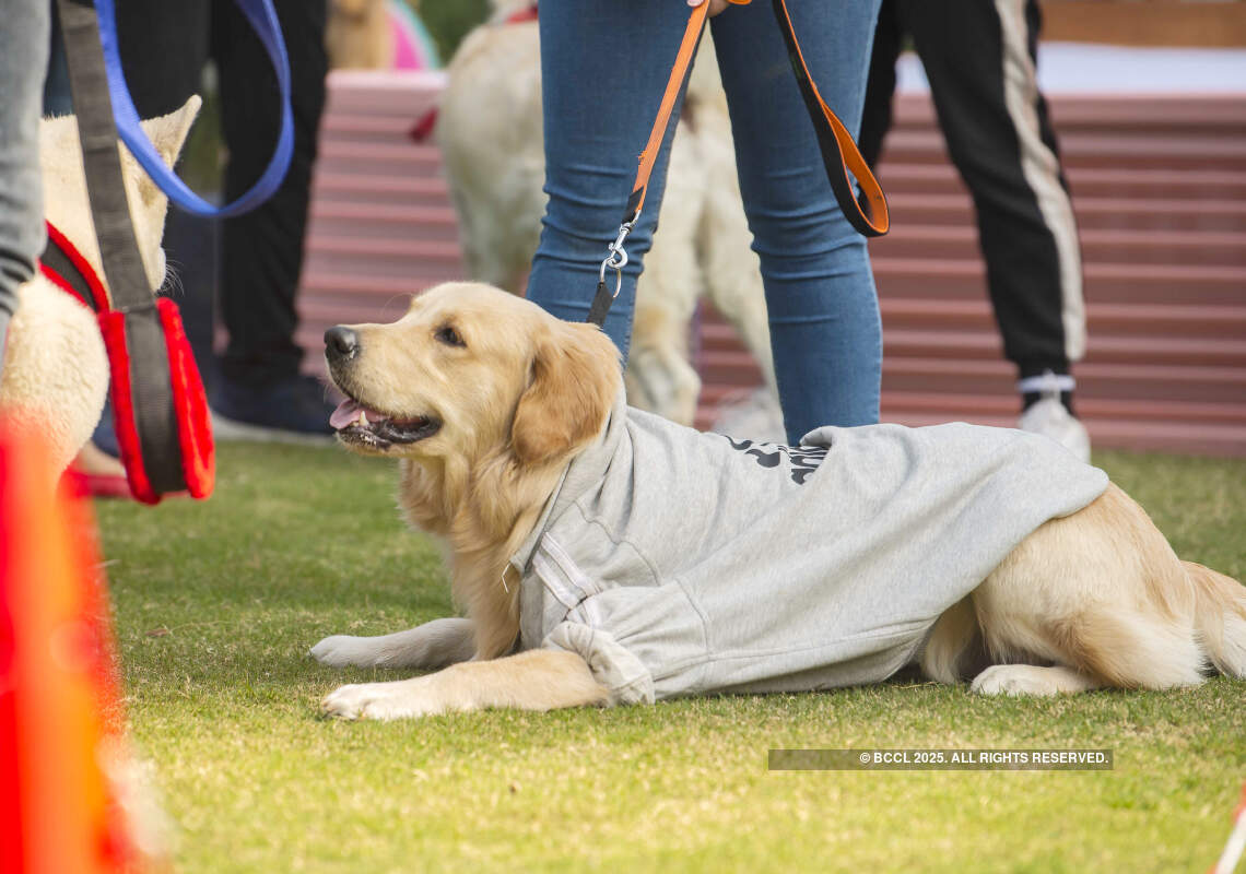 Pooches come together with their hoomans at this paw party
