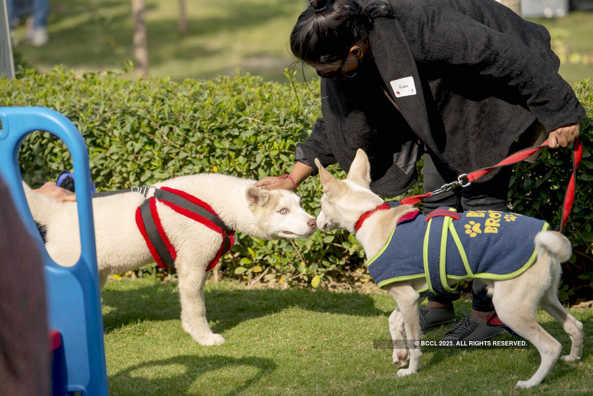 Pooches come together with their hoomans at this paw party