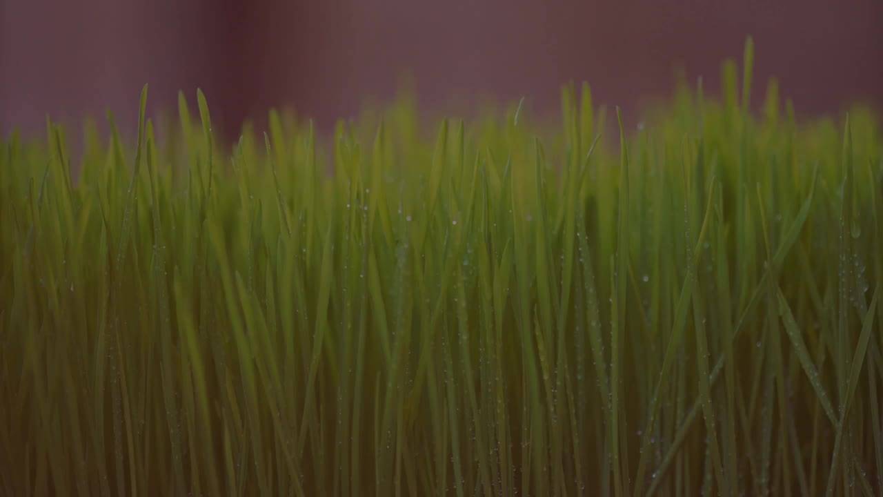 Here are some health benefits of wheat grass | Lifestyle - Times of India  Videos