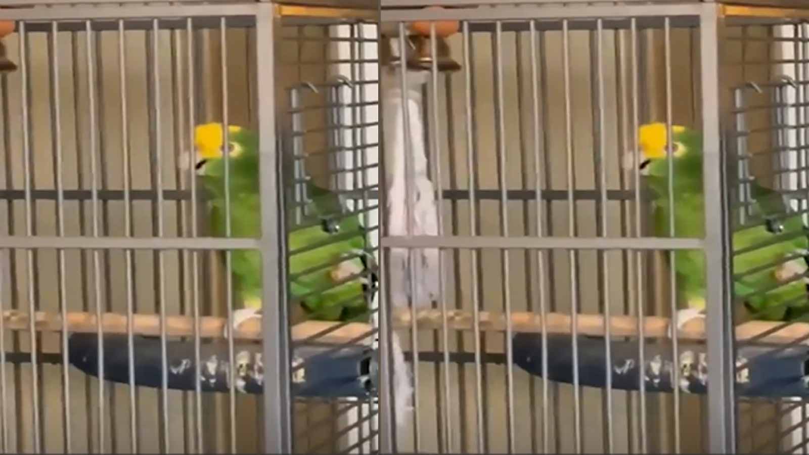 Viral video: Parrot sings song, netizens impressed