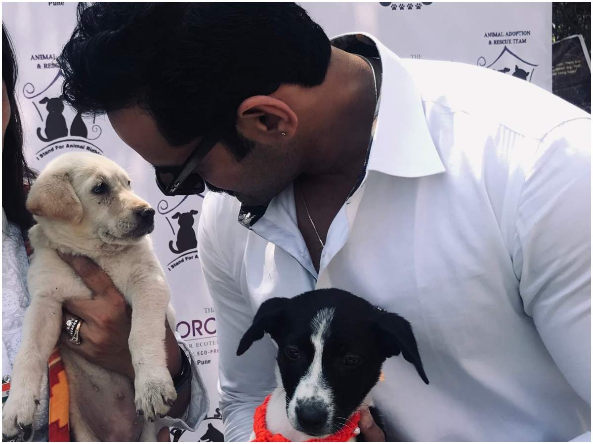 Saurabh Gokhale: Stray dogs and cats deserve a loving home | Marathi Movie  News - Times of India