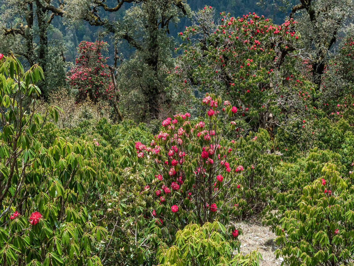 Uttarakhand inaugurates one of the largest botanical gardens in the