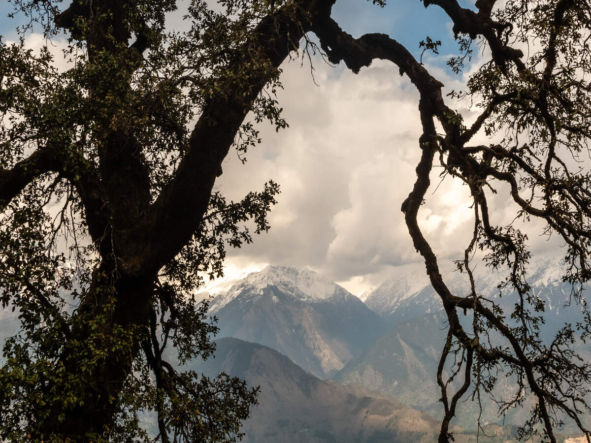 Uttarakhand inaugurates one of the largest botanical gardens in the