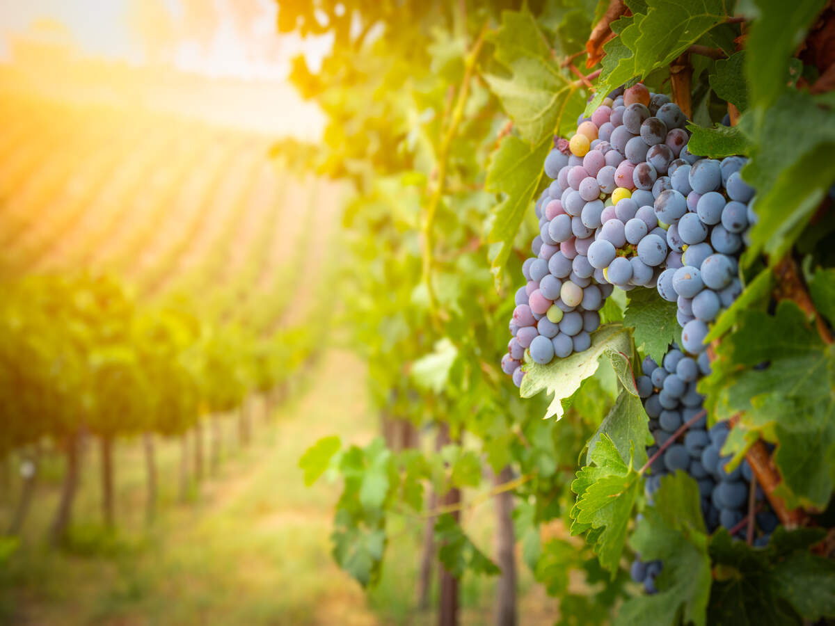 This wine town in California is offering free perk to its guests This wine town in California is offering free perk to its guests