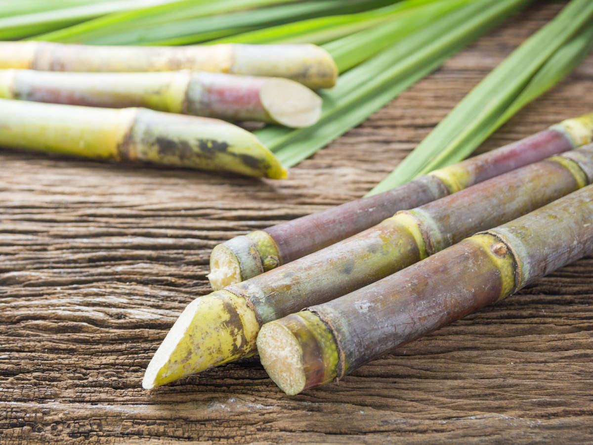 eating sugar cane