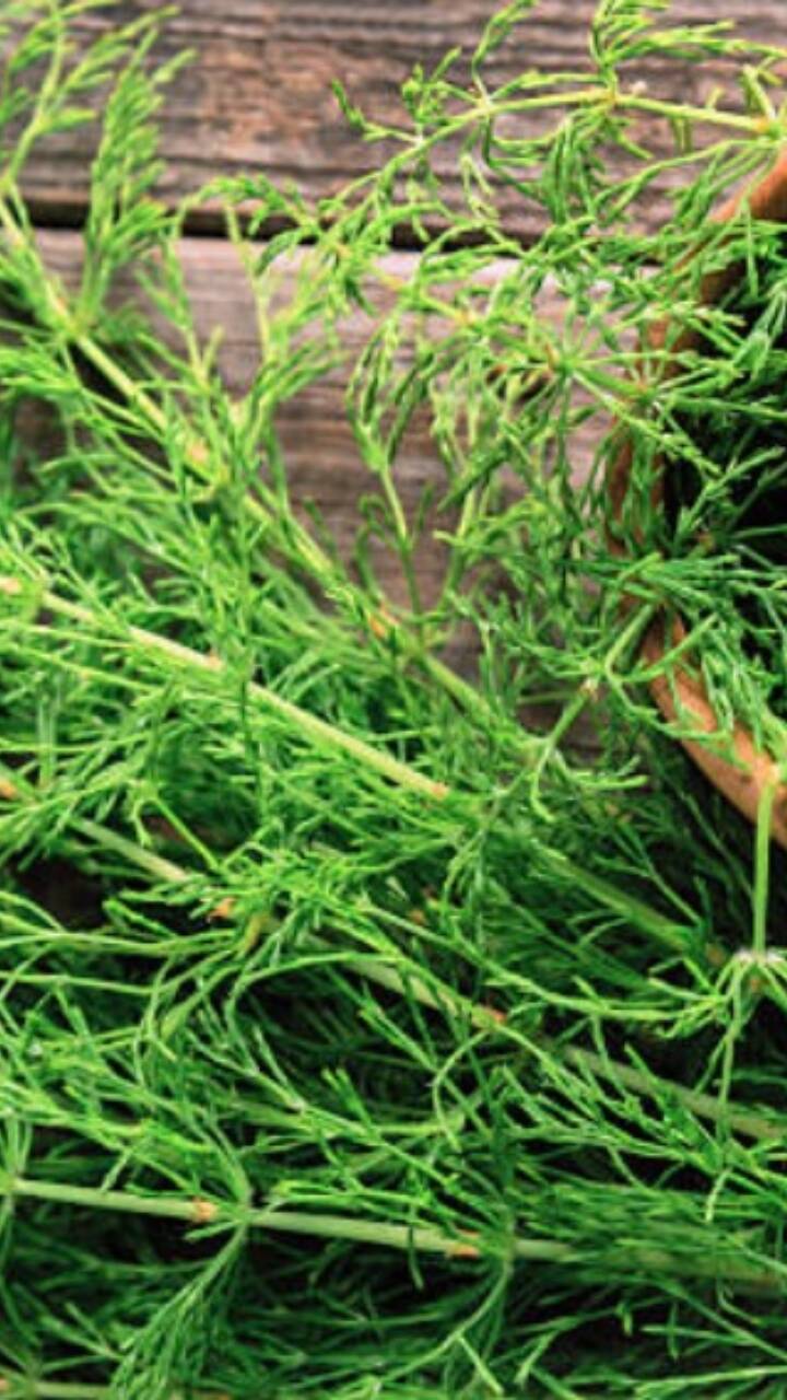 10 Anti Ageing Herbs That Can Help You Look Younger Times Of India