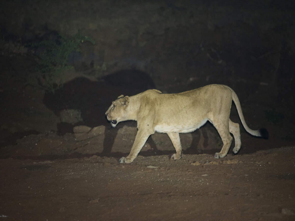 Know more about Junagadh and its lion stories! Know more about Junagadh and its lion stories!