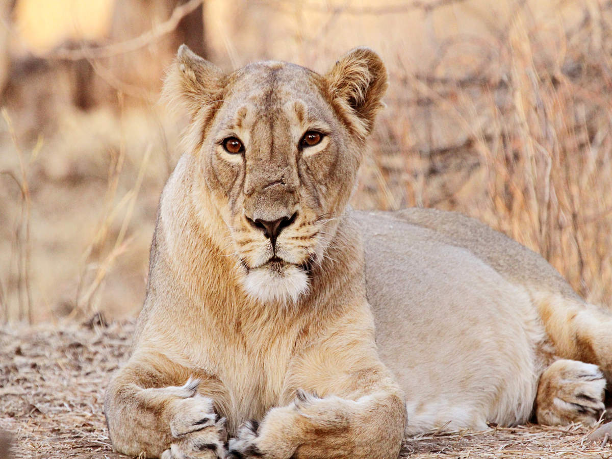 Know more about Junagadh and its lion stories! Know more about Junagadh and its lion stories!