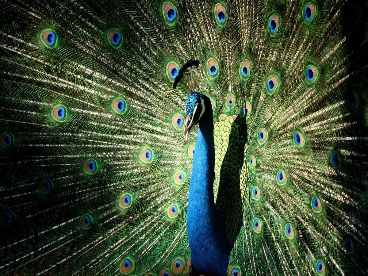 Mumbai’s Byculla Zoo to reopen soon Mumbai’s Byculla Zoo to reopen soon