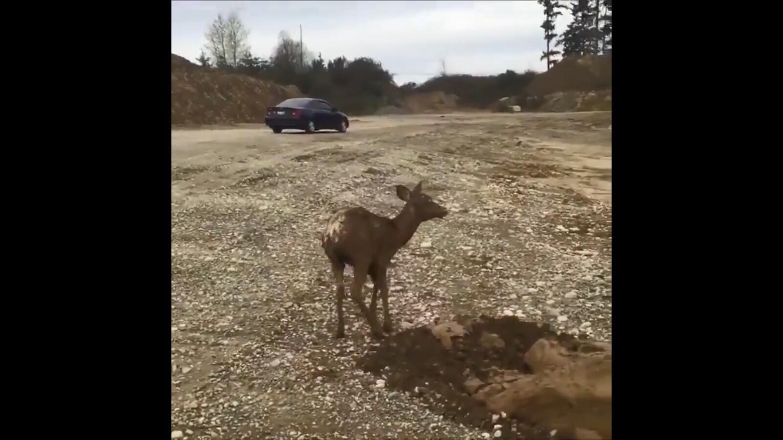 Watch: This deer gets a unique rescue