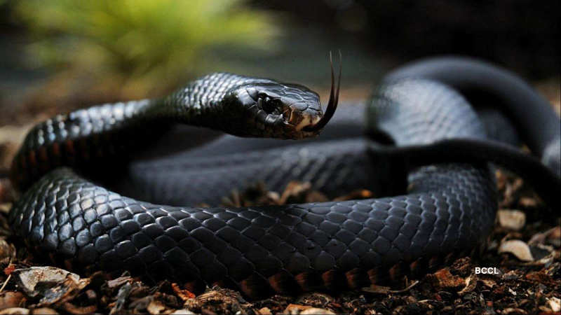 10 Most dangerous animals on the planet