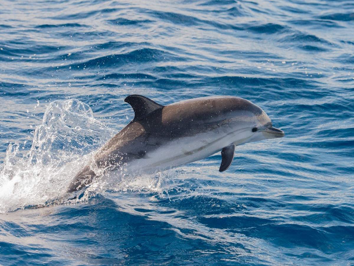 Rare striped dolphins spotted in UAE’s Fujairah after two decades ...