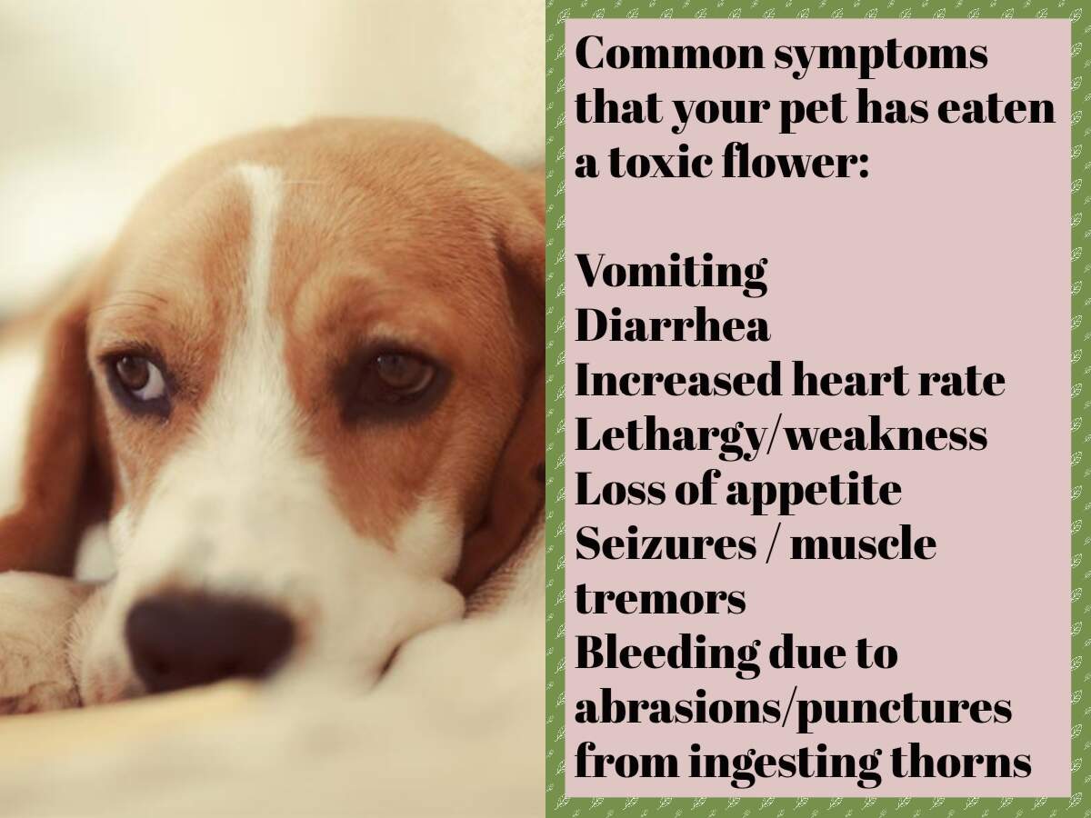 are bleeding heart safe for dogs