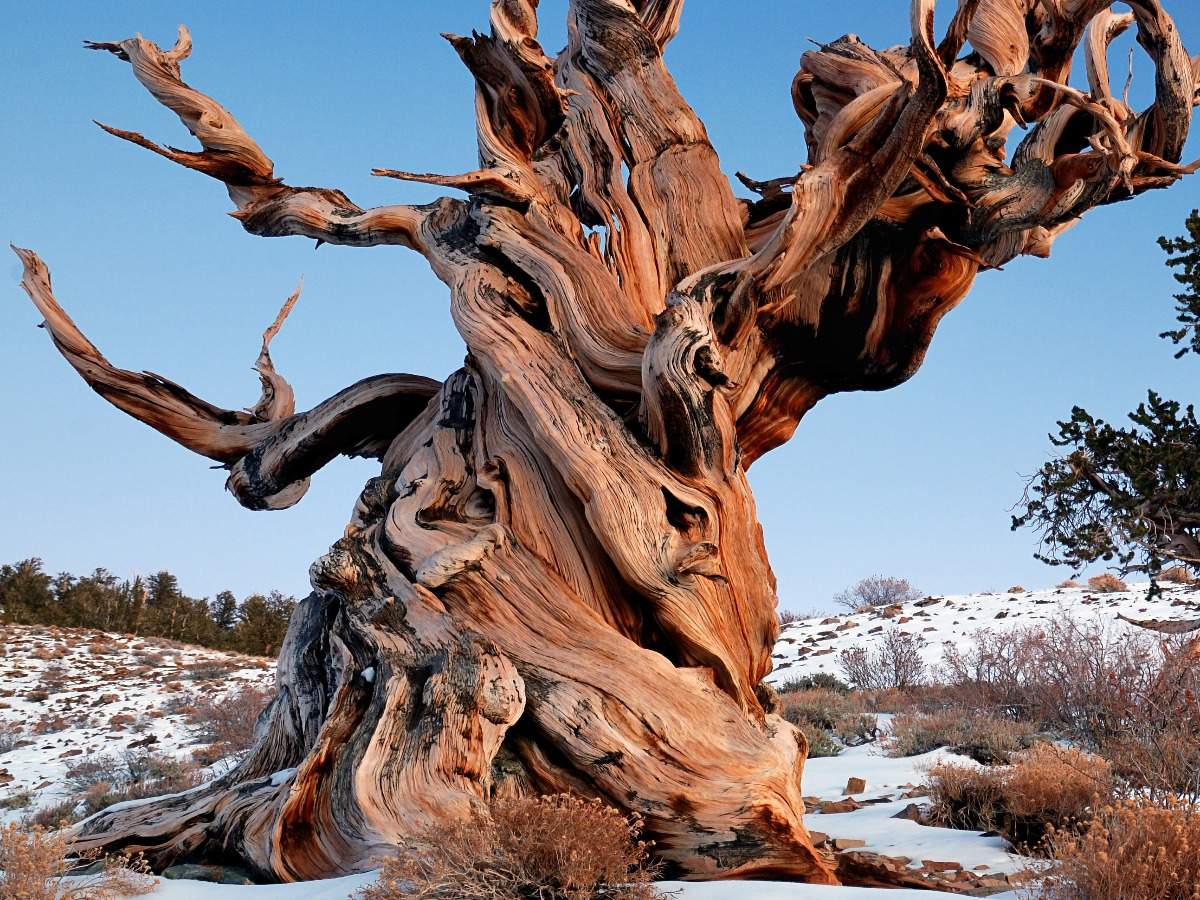 Visiting The Oldest Tree In The World Times Of India Travel   Gnarly Bristlecone Pine 