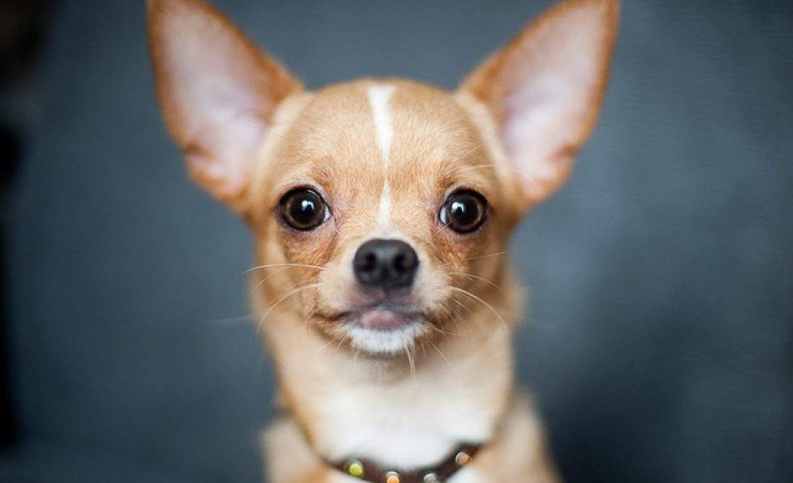 Pets: Chihuahua, Maine Coon, French Bulldog: Meet Instagram's most ...