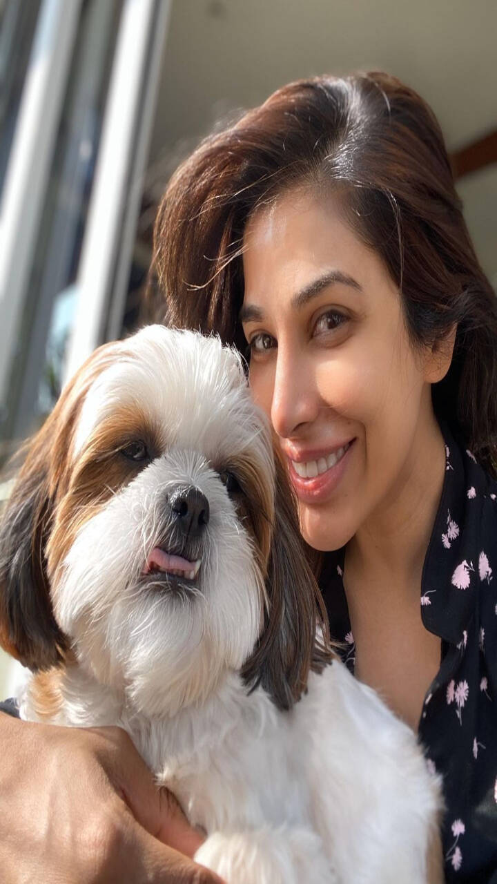 Here’s why Shih Tzus are so popular among celebs The Times of India