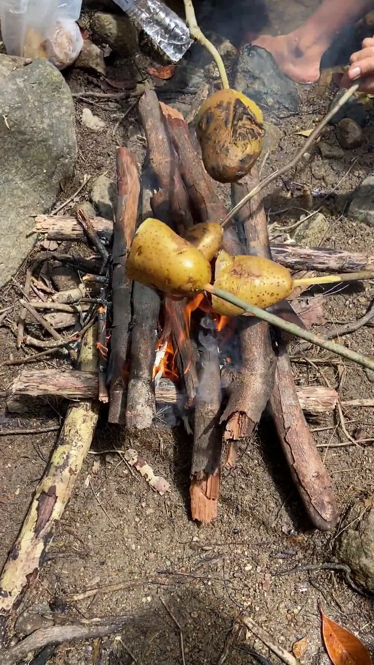 Potato - Times Food