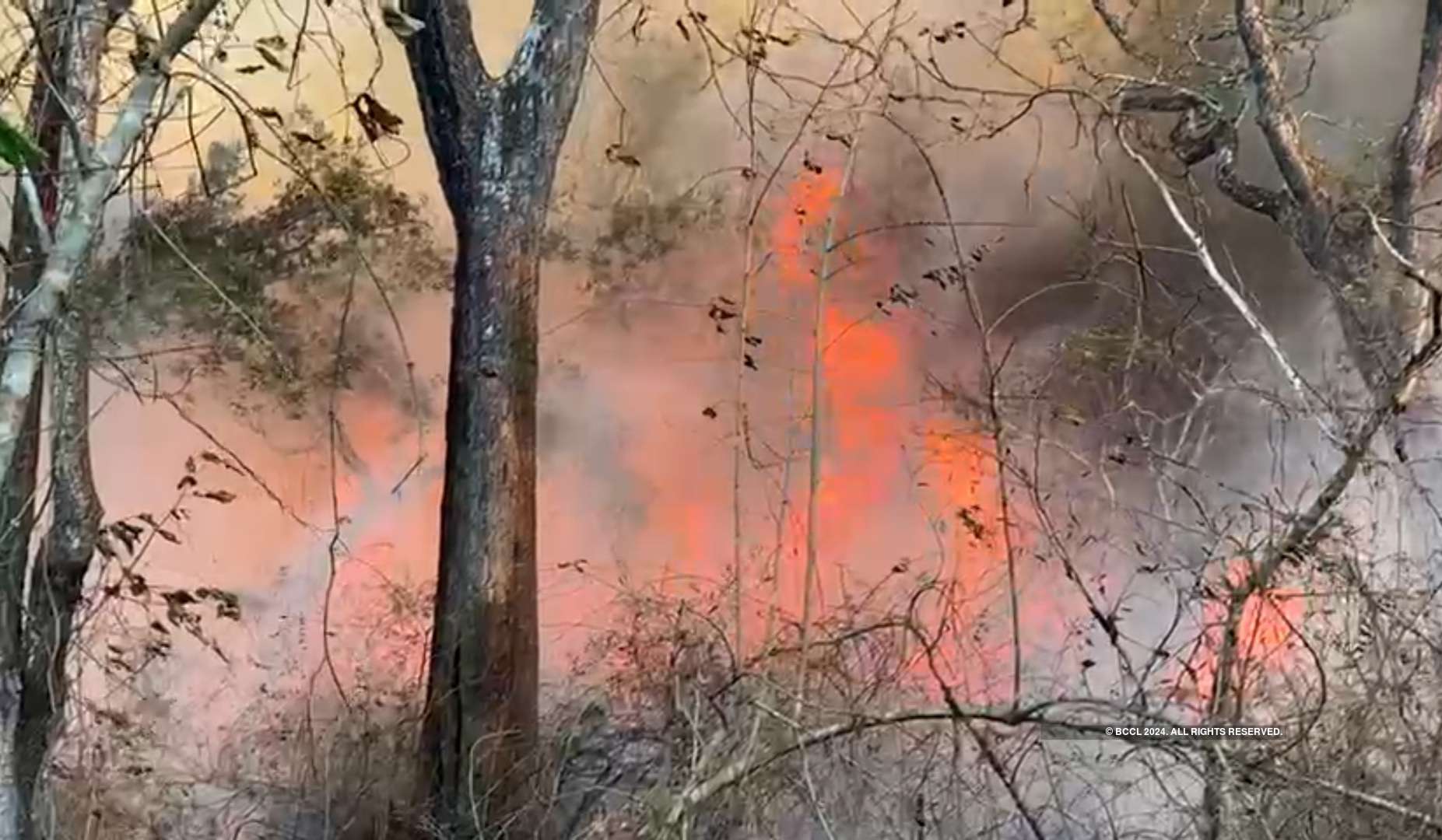 Wildfire rages through Nagarahole Reserve