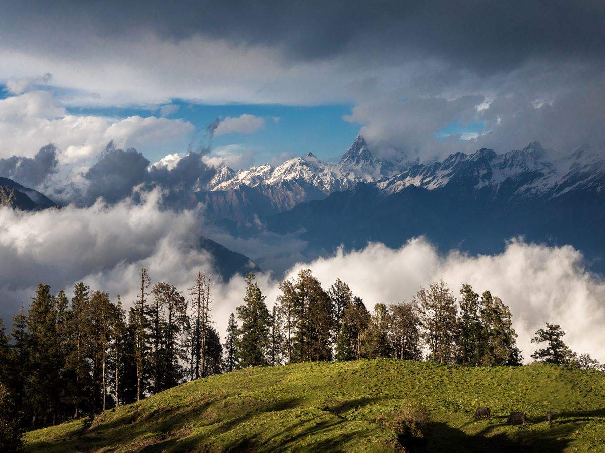 Japan’s forest bathing concept comes to the Indian Himalayas in Uttarakhand Japan’s forest bathing concept comes to the Indian Himalayas in Uttarakhand