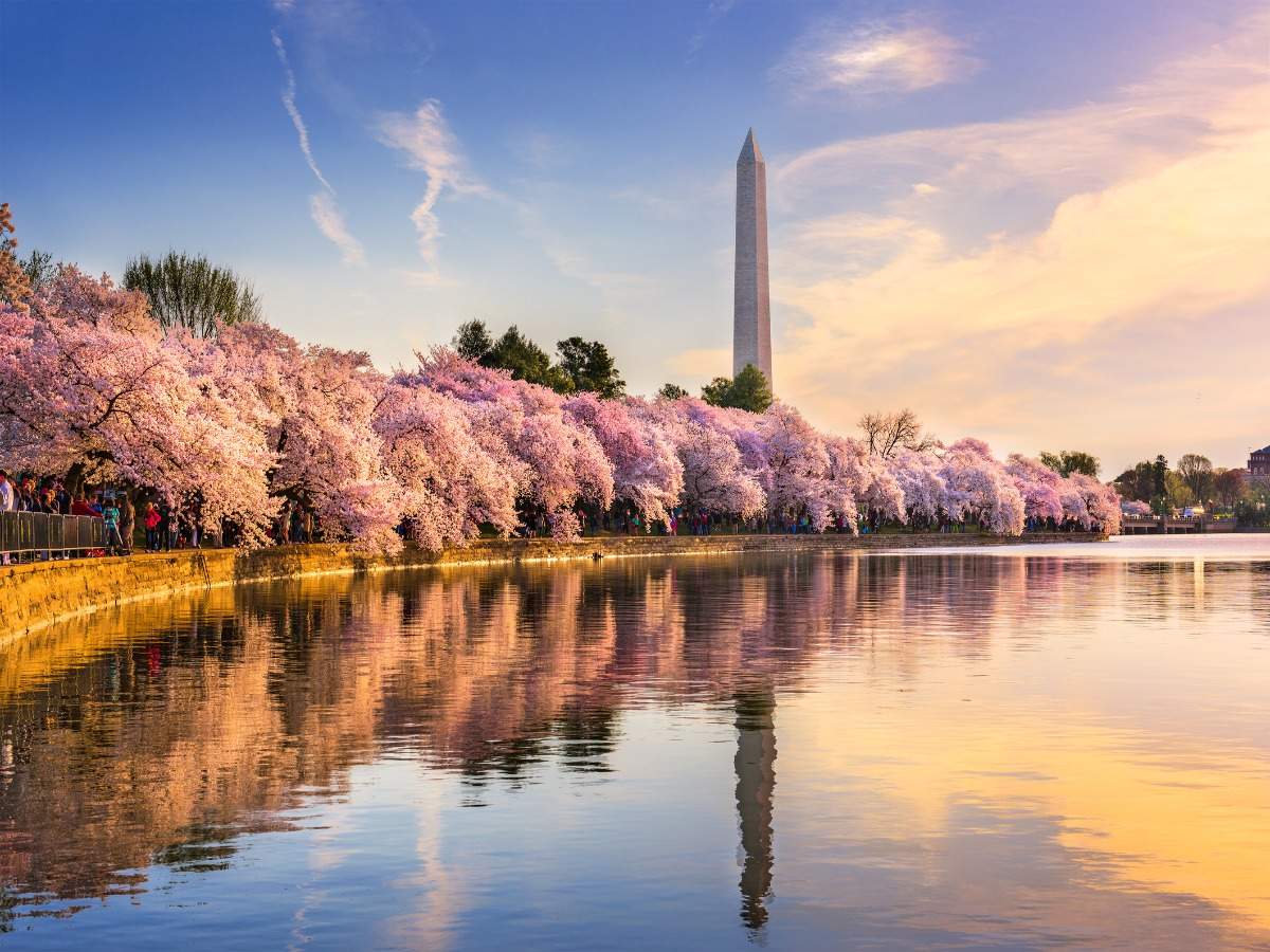 Enjoy Washington DC’s cherry blossom festival from your home Times of