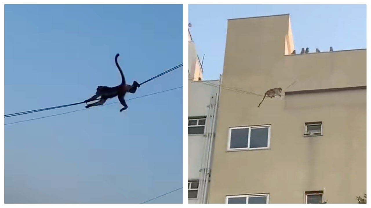 Viral: Monkeys zip line across electric wires