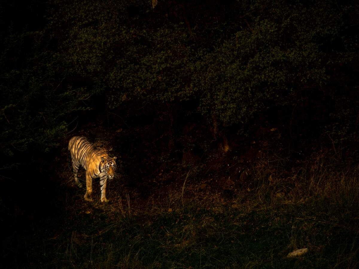 MP Tourism launches night safaris in three of its famous national parks MP Tourism launches night safaris in three of its famous national parks