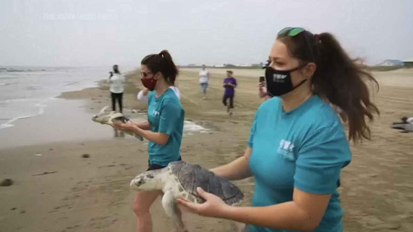 Watch: Sea turtles rescued, released into Gulf of Mexico