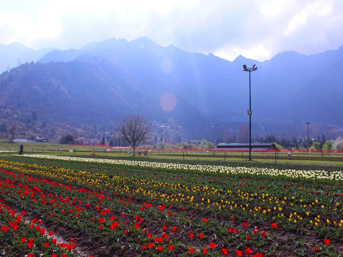 Srinagar’s famous Tulip Garden is now open to public; PM Modi urges people to visit Srinagar’s famous Tulip Garden is now open to public; PM Modi urges people to visit
