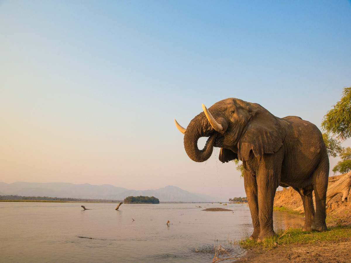 African elephants are now endangered | Times of India Travel