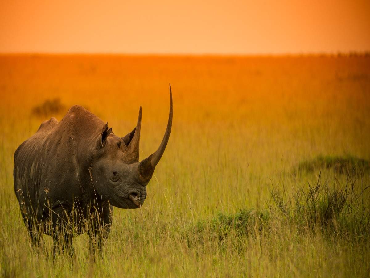 A wildlife bond that you can buy and save the black rhino species