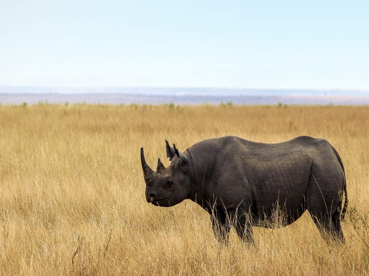 A wildlife bond that you can buy and save the black rhino species