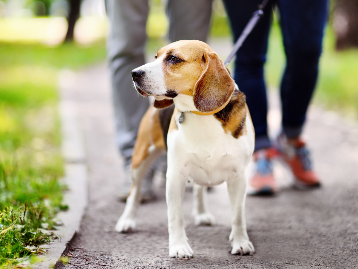 Significant reasons why you need to walk your dog
