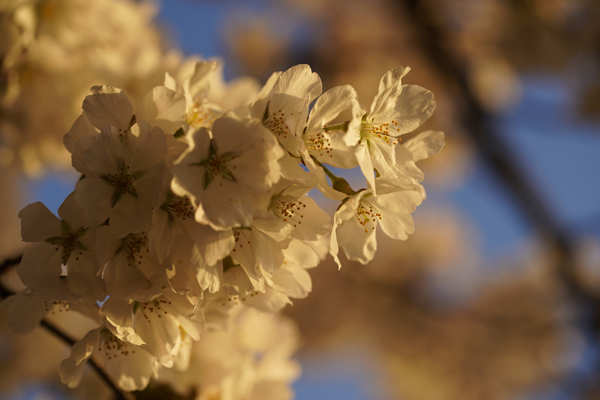 Spring in blossom around the world