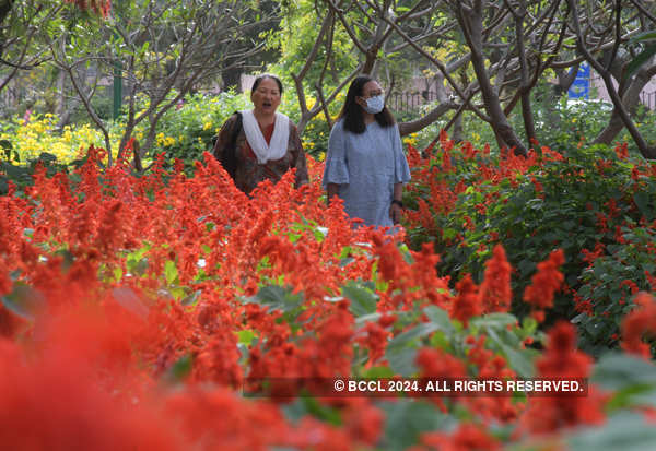 Spring in blossom around the world