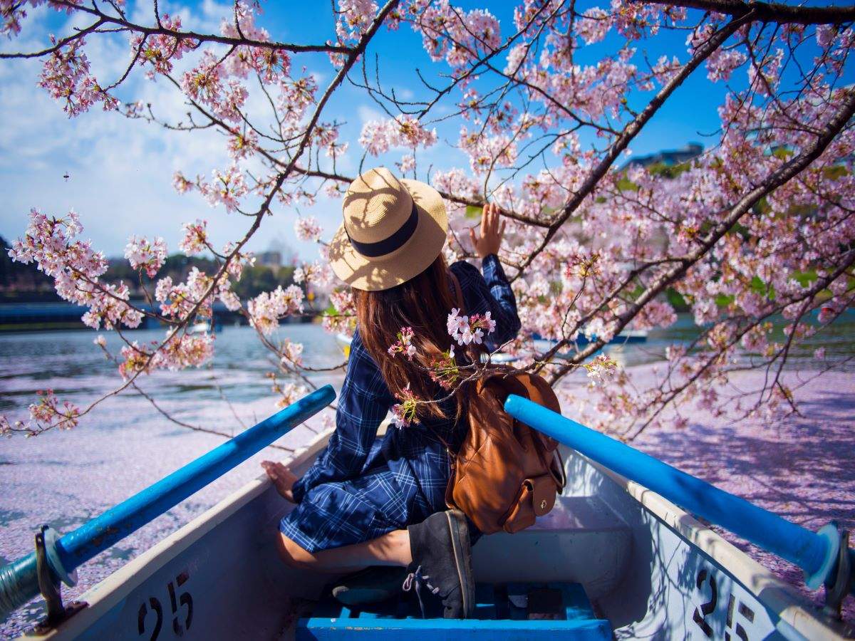 Japan's Famous Cherry Blossoms Bloomed Early This Year Due To Climate ...