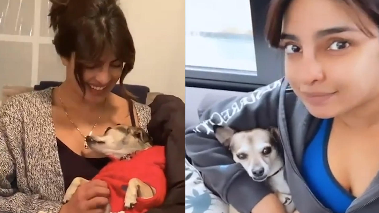 Priyanka Chopra Jonas reveals she got little pooch, Diana, to help her ...