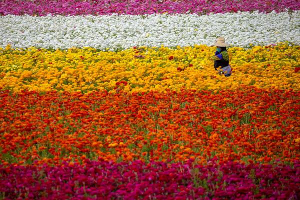 Spring in blossom around the world
