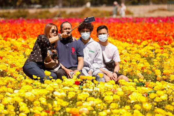 Spring in blossom around the world