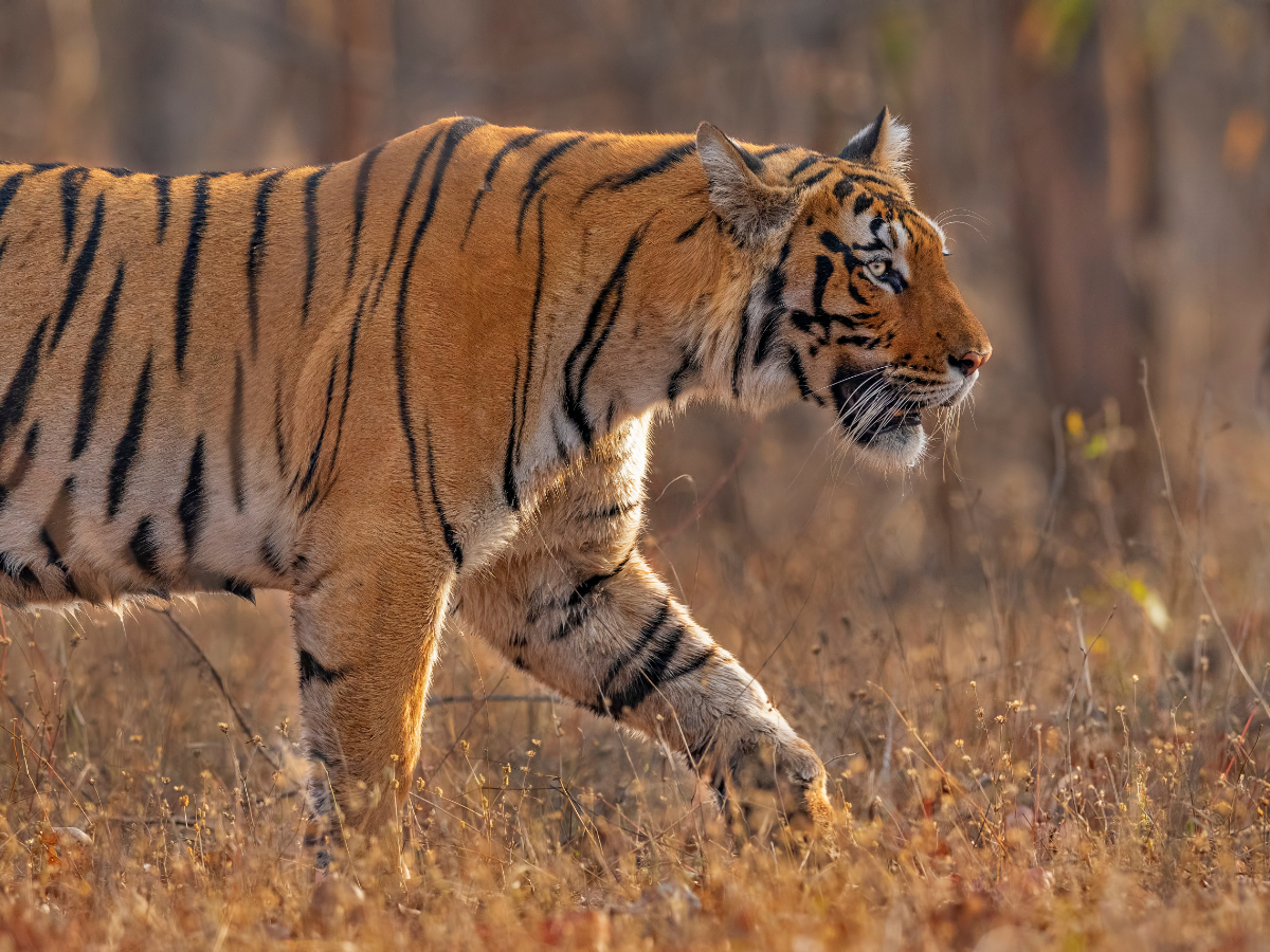 Pench and other parks to remain closed till April 30