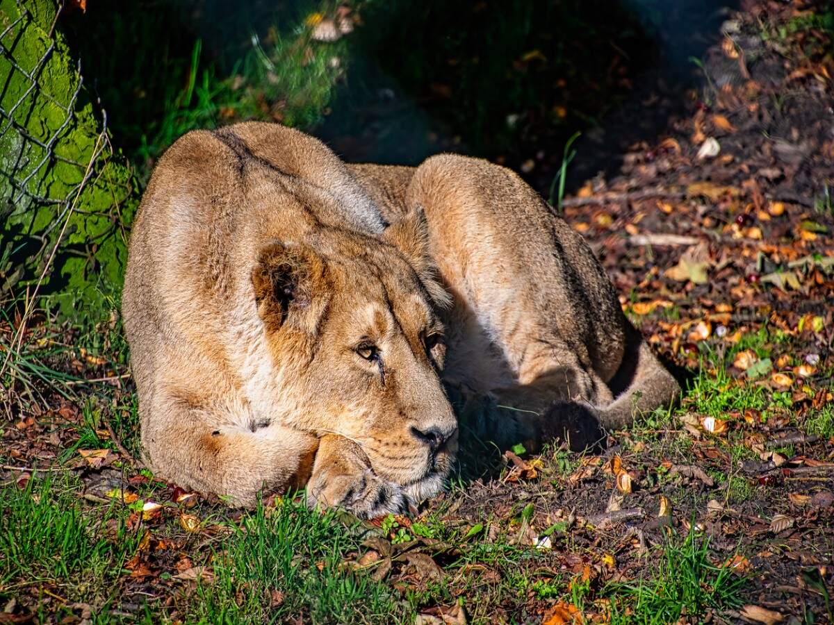 Hyderabad zoo reports Coronavirus in 8 lions; first of its kind case in India Hyderabad zoo reports Coronavirus in 8 lions; first of its kind case in India