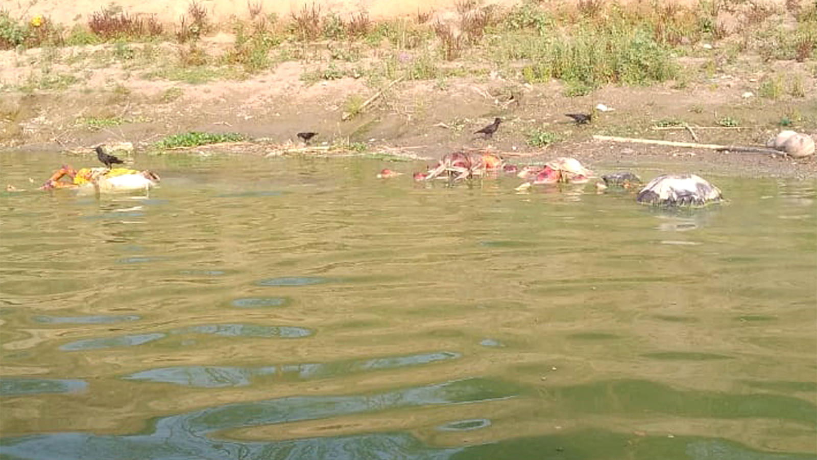 Covid-19: Over 100 bodies found floating in River Ganga in Ghazipur ...