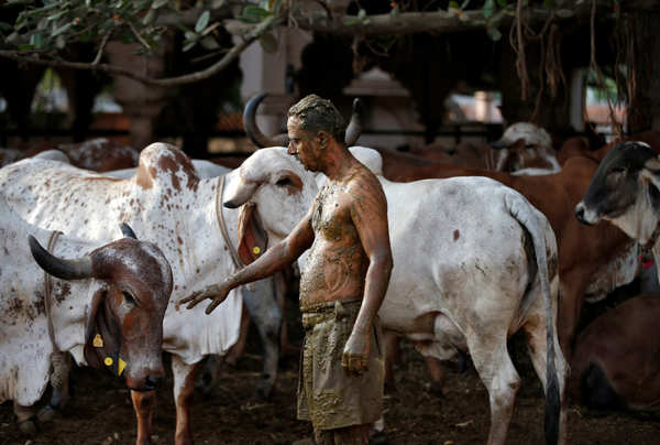 Coronavirus: People use 'cow dung therapy' to boost immunity