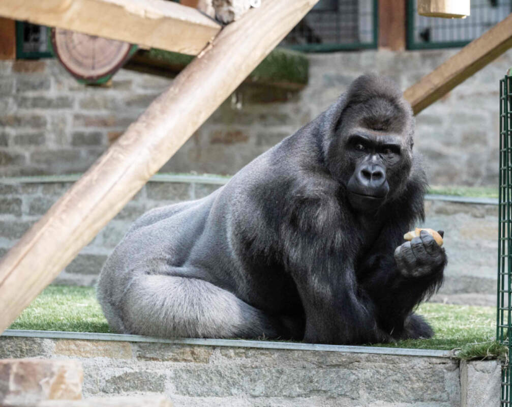 Endangered Species Day: Pictures of species who are on the verge of extinction